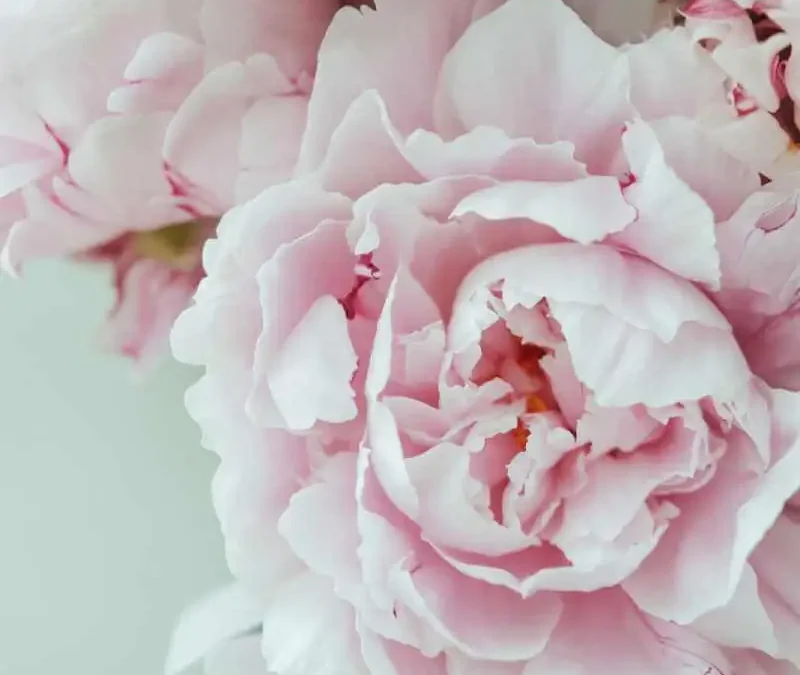 La Cohérence Cardiaque