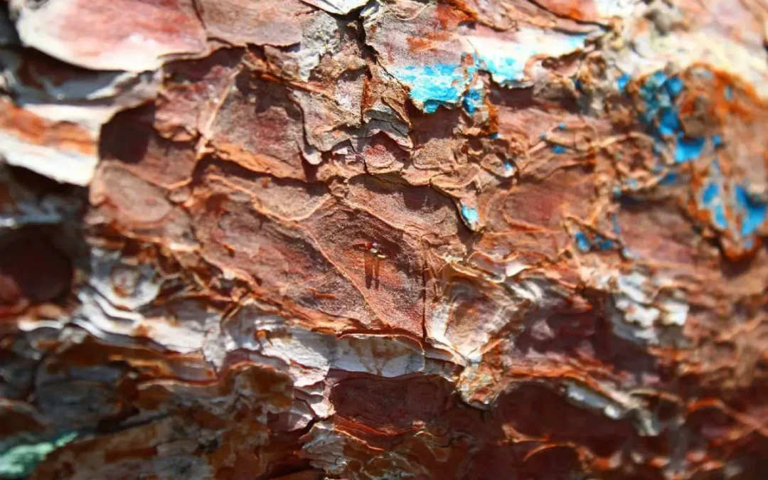 Entorses et suites de traumatismes