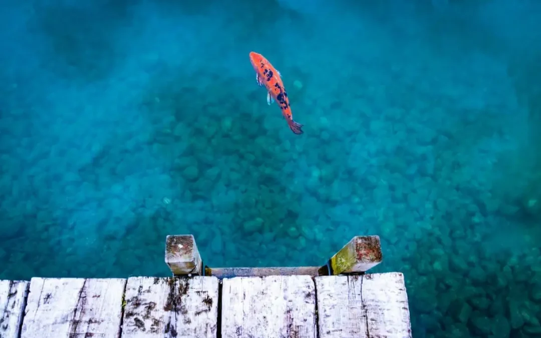 Intersaison Médecine Traditionnelle chinoise