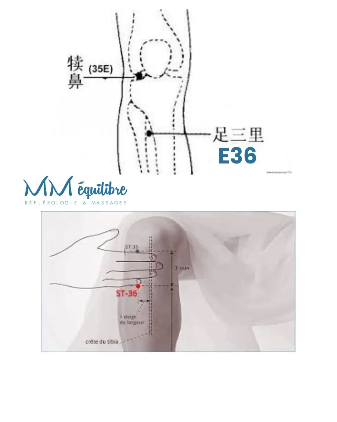 E36 point acupression zu san li MMéquilibre