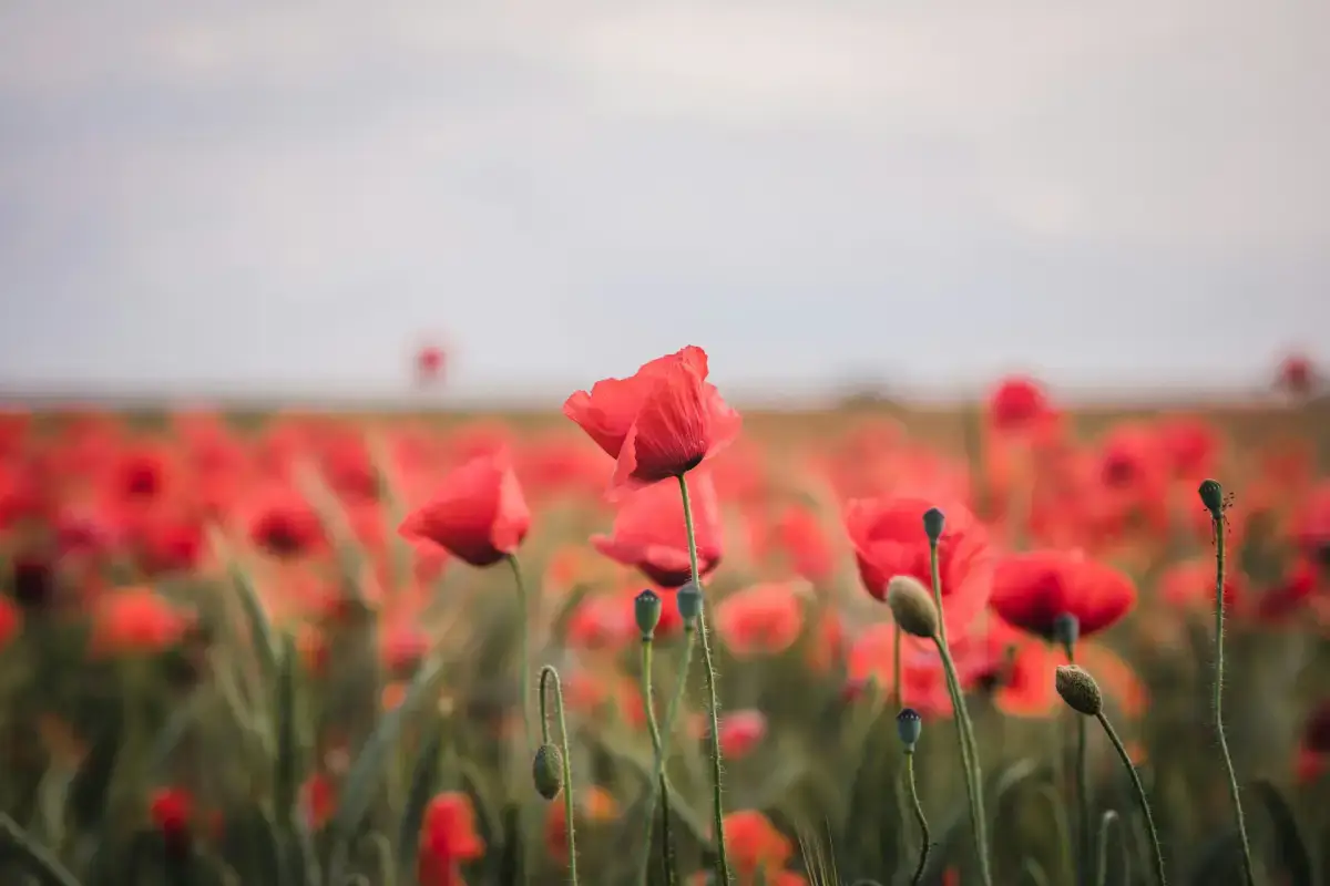 Séance de réflexologie plantaire au cabinet MM équilibre, Gigean