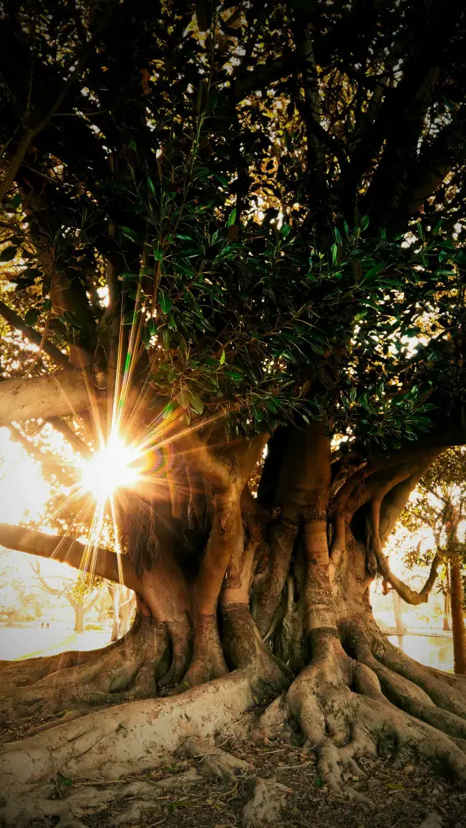 Séance de réflexologie et massage au cabinet MM équilibre, Gigean